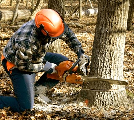 Tree Removal in Oran, MO